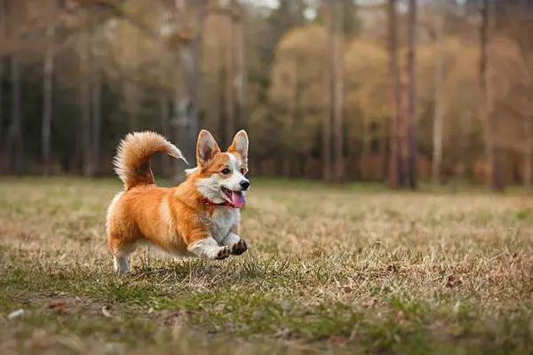 Đặc điểm ngoại hình của chó Pembroke Welsh Corgi