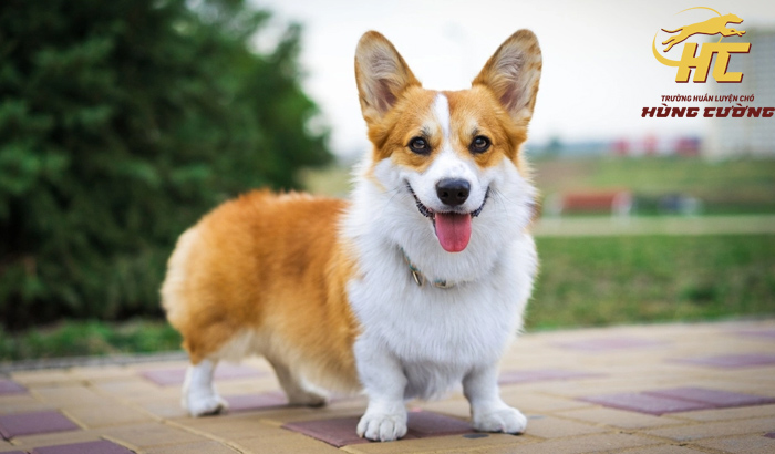 Tính cách và hành vi của chó Pembroke Welsh Corgi