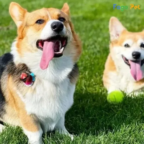 Chó Pembroke Welsh Corgi: Đặc Điểm, Chăm Sóc Và Tính Cách Đáng Yêu Chó Pembroke Welsh Corgi: Đặc Điểm, Chăm Sóc Và Tính Cách Đáng Yêu