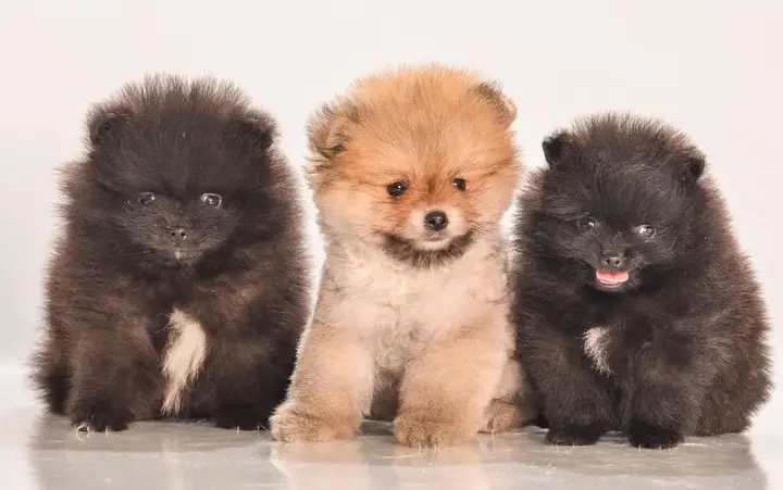Chó Phốc Chửa Bao Nhiêu Ngày Thì Đẻ? Cẩm Nang Chăm Sóc Toàn Diện Từ A-Z Chó Phốc Chửa Bao Nhiêu Ngày Thì Đẻ? Cẩm Nang Chăm Sóc Toàn Diện Từ A-Z