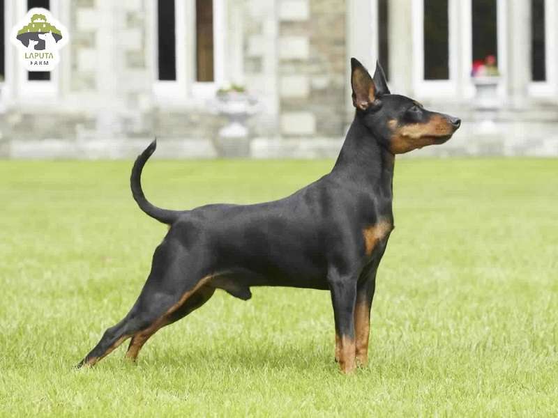 Chó Phốc Hươu Con: Cách Chăm Sóc, Đặc Điểm Và Giá Cả Cần Biết Tổng quan về chó phốc hươu con