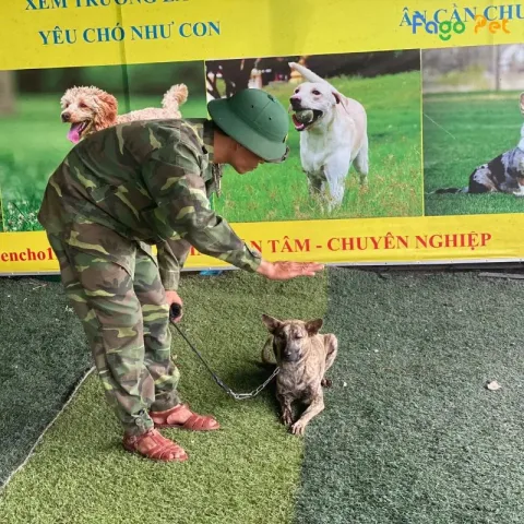 Chó Phốc Hươu Con: Cách Chăm Sóc, Đặc Điểm Và Giá Cả Cần Biết Huấn luyện chó phốc hươu con hiệu quả