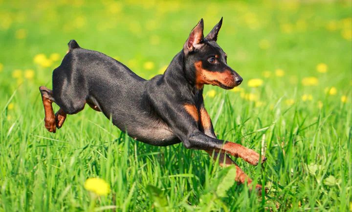 Chó Phốc Hươu Đen: Đặc Điểm, Chăm Sóc Và Nơi Mua Thú Cưng Nhỏ Gọn Lịch sử và nguồn gốc của chó phốc hươu đen