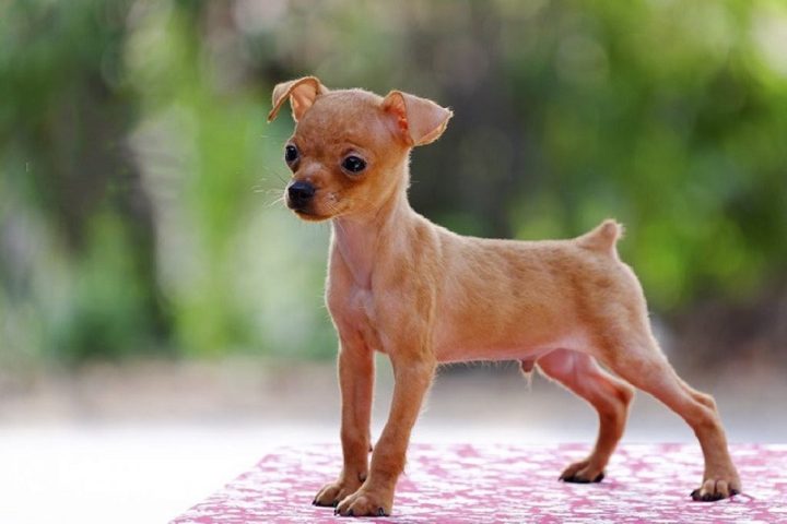 Chó Phốc Hươu Giá Bao Nhiêu? Tìm Hiểu Đặc Điểm Và Cách Chăm Sóc Hợp Lý Chi phí nuôi chó phốc hươu: Những điều cần lưu ý