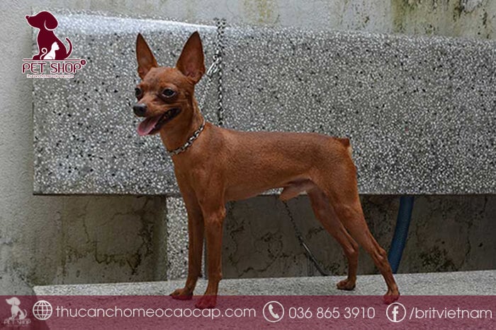 Chó Phốc Hươu Giá Bao Nhiêu? Tìm Hiểu Đặc Điểm Và Cách Chăm Sóc Hợp Lý Những điều cần biết trước khi quyết định mua chó phốc hươu