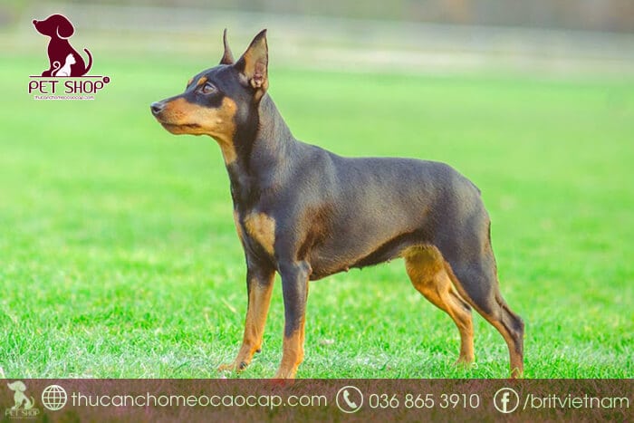Chó Phốc Hươu Lai: Đặc Điểm, Tính Cách Và Cách Chăm Sóc Thú Cưng Này Chăm sóc chó phốc hươu lai đúng cách