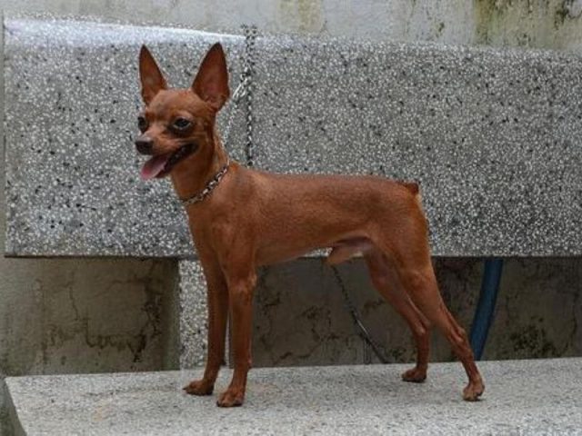 Chó Phốc Hươu Lai: Đặc Điểm, Tính Cách Và Cách Chăm Sóc Thú Cưng Này Dinh dưỡng cho chó phốc hươu lai