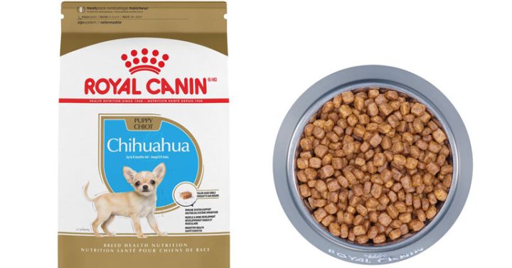 Chó Phốc Hươu Mini: Đặc Điểm, Chăm Sóc Và Lợi Ích Cho Gia Đình Bạn Chó Phốc Hươu Mini: Đặc Điểm, Chăm Sóc Và Lợi Ích Cho Gia Đình Bạn