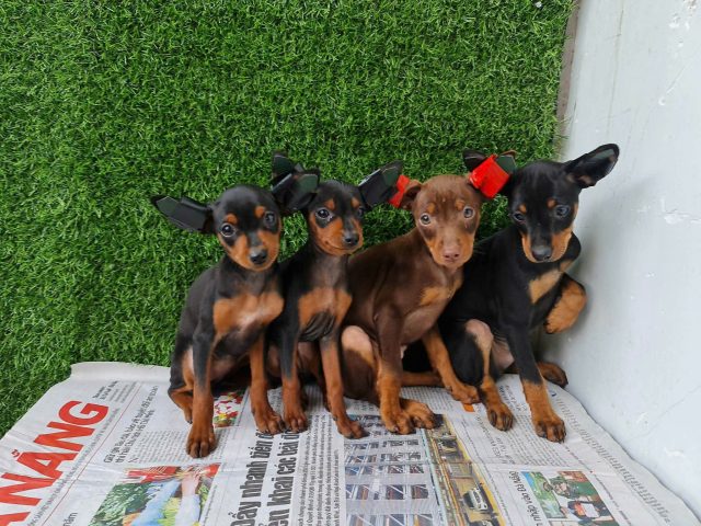 Chó Phốc Hươu Mini Giá Bao Nhiêu? Tìm Hiểu Về Giá Cả Và Chăm Sóc Thú Cưng Này Nơi mua chó phốc hươu mini uy tín