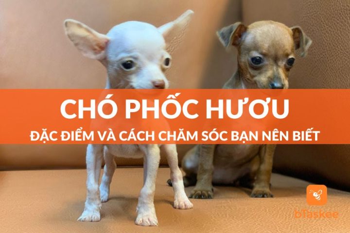 Chó Phốc Hươu Mini Giá Bao Nhiêu? Tìm Hiểu Về Giá Cả Và Chăm Sóc Thú Cưng Này Chó Phốc Hươu Mini Giá Bao Nhiêu? Tìm Hiểu Về Giá Cả Và Chăm Sóc Thú Cưng Này