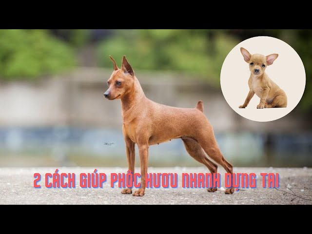 Chó Phốc Hươu Trắng: Đặc Điểm, Cách Nuôi Và Sức Khỏe Của Giống Chó Nhỏ Cách chăm sóc chó phốc hươu trắng đúng cách