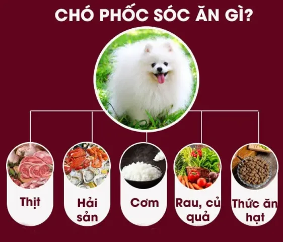 Chó Phốc Hươu Trắng: Đặc Điểm, Cách Nuôi Và Sức Khỏe Của Giống Chó Nhỏ Chó Phốc Hươu Trắng: Đặc Điểm, Cách Nuôi Và Sức Khỏe Của Giống Chó Nhỏ