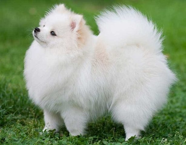 Đặc điểm của chó phốc sóc