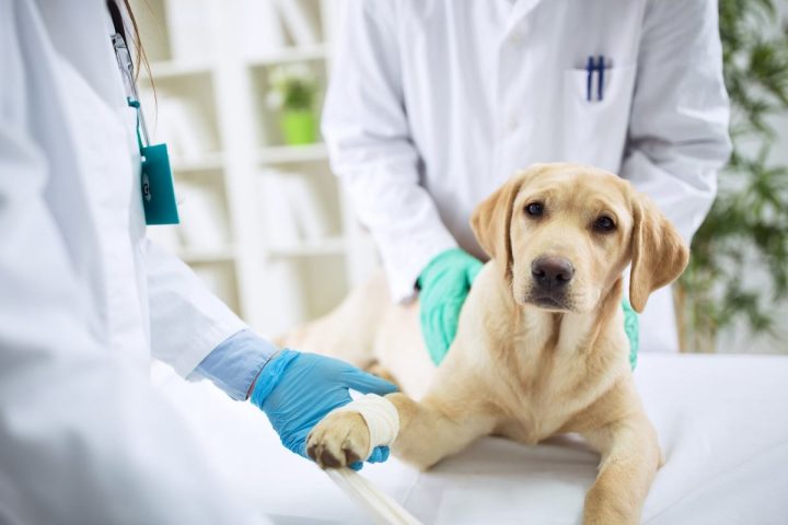 Chó Phốc Sóc Có Rụng Lông Không? Tìm Hiểu Đặc Điểm Và Cách Chăm Sóc Chó Cảnh Chó Phốc Sóc Có Rụng Lông Không? Tìm Hiểu Đặc Điểm Và Cách Chăm Sóc Chó Cảnh