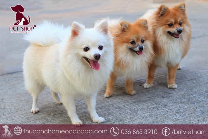Giá chó phốc sóc trên thị trường hiện nay