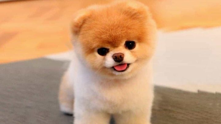 Các yếu tố ảnh hưởng đến giá chó phốc sóc
