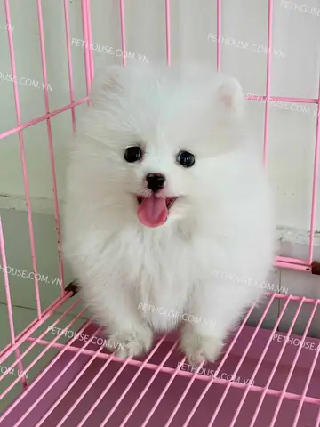 chó phốc sóc giá rẻ hà nội
