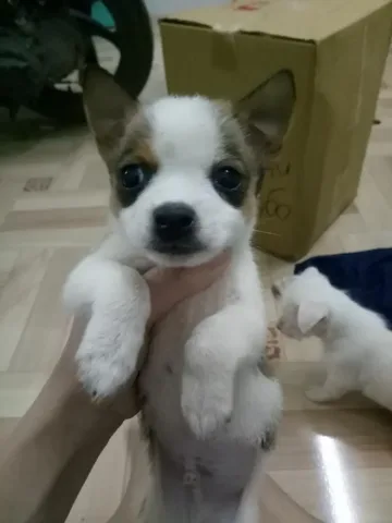 Cách chăm sóc chó phốc sóc lai nhật