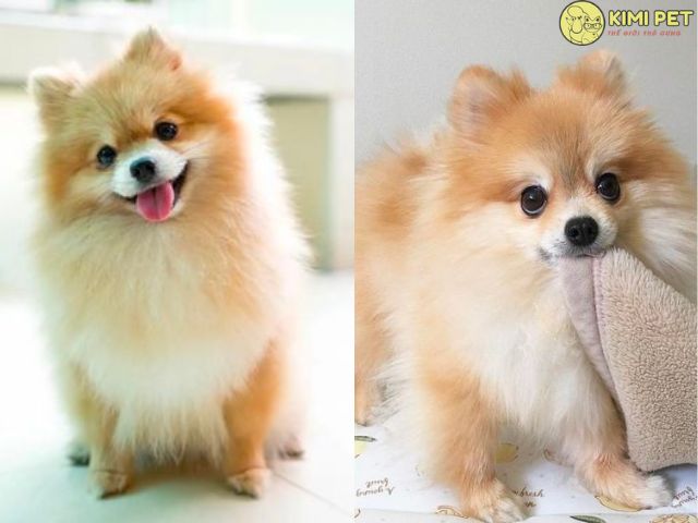 Cẩm Nang Toàn Diện Về Cách Nuôi Chó Phốc Sóc Lai Nhật