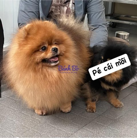 Hướng dẫn nuôi chó phốc sóc mặt gấu tại nhà