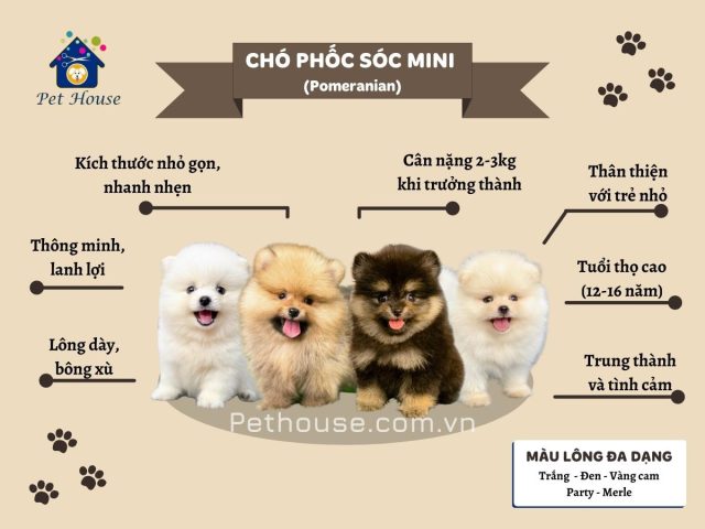 Chó Phốc Sóc Mini Giá Rẻ 250K - Mua Ngay Chó Cảnh Dễ Nuôi Tại Hà Nội Chó Phốc Sóc Mini Giá Rẻ 250K - Mua Ngay Chó Cảnh Dễ Nuôi Tại Hà Nội
