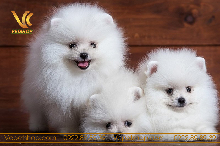 Những Điều Cần Biết Khi Nuôi Chó Phốc Sóc Mini