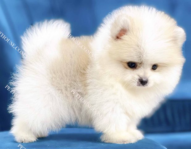 Tại sao chọn chó phốc sóc mini giá rẻ 500k?