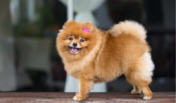 Chó Phốc Sóc Mini Giá Rẻ 500K - Địa Chỉ Mua Bán Thú Cưng Uy Tín Tại Hà Nội Chó Phốc Sóc Mini Giá Rẻ 500K - Địa Chỉ Mua Bán Thú Cưng Uy Tín Tại Hà Nội