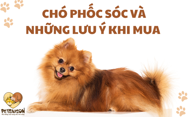 Chó Phốc Sóc Nâu: Đặc Điểm, Cách Chăm Sóc Và Giá Cả Bạn Cần Biết Chó Phốc Sóc Nâu: Đặc Điểm, Cách Chăm Sóc Và Giá Cả Bạn Cần Biết