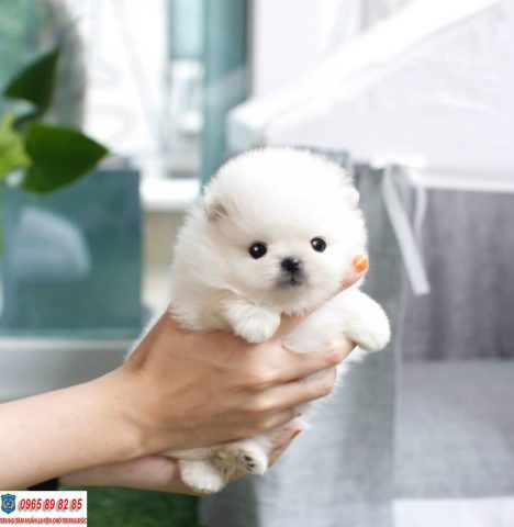 Chó Phốc Sóc Teacup: Hướng Dẫn Chăm Sóc, Đặc Điểm Và Giá Rẻ Cho Thú Cưng Nhỏ Chó Phốc Sóc Teacup: Hướng Dẫn Chăm Sóc, Đặc Điểm Và Giá Rẻ Cho Thú Cưng Nhỏ