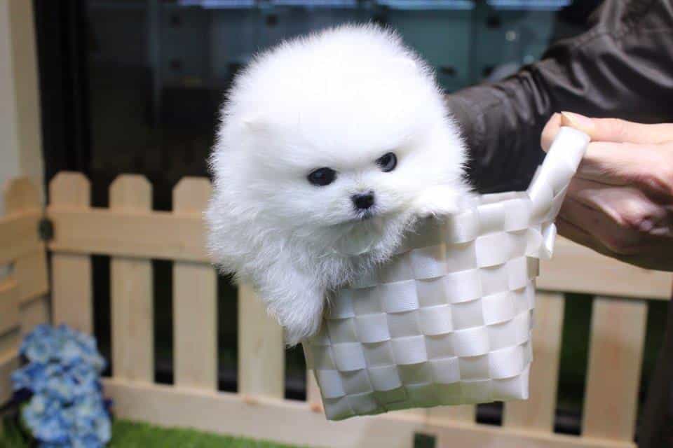 Các yếu tố cần xem xét khi nuôi chó phốc sóc teacup