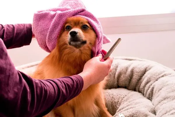 Giá chó phốc sóc Thái Lan