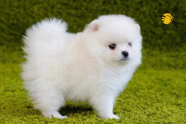 Chó Phốc Sóc Thái Lan: Đặc Điểm, Cách Nuôi Và Giá Cả Hiện Nay Cách chăm sóc và nuôi dưỡng chó phốc sóc Thái Lan