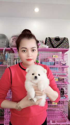 Giới thiệu về chó phốc sóc trắng