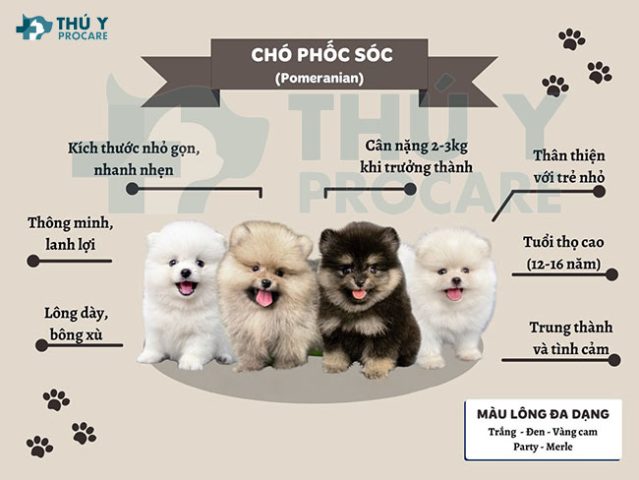 Chó Phốc Sóc Trắng: Đặc Điểm, Cách Chăm Sóc Và Giá Cả Tại Việt Nam Chó Phốc Sóc Trắng: Đặc Điểm, Cách Chăm Sóc Và Giá Cả Tại Việt Nam