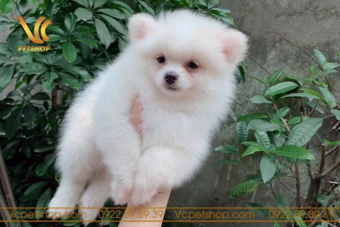 Chăm sóc và nuôi dưỡng chó phốc sóc trắng