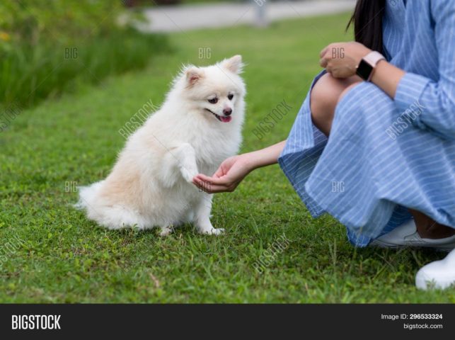 Huấn luyện chó phốc sóc trắng hiệu quả