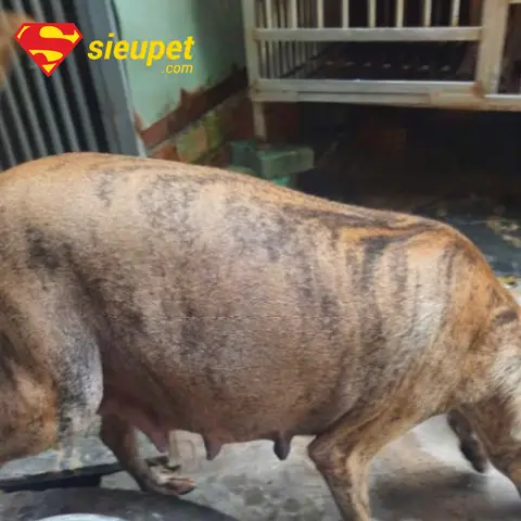 Chó Phú Quốc Mang Thai Bao Lâu? Hướng Dẫn Chăm Sóc Đúng Chuẩn Chó Phú Quốc Mang Thai Bao Lâu? Hướng Dẫn Chăm Sóc Đúng Chuẩn