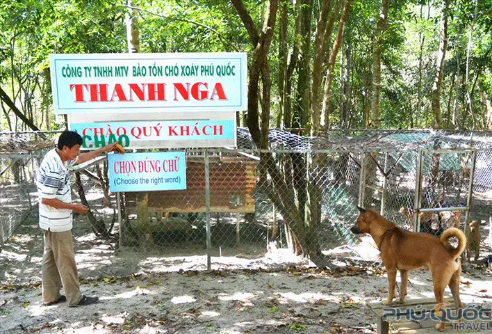 Nguồn Gốc Lịch Sử Giống Chó Phú Quốc Độc Đáo