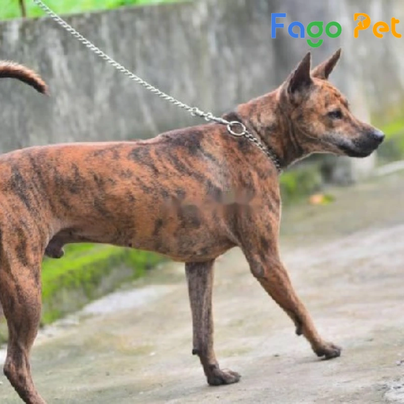 chó phú quốc vện cọp có đầu tròn, tai đứng dựng và trông khá cương trực