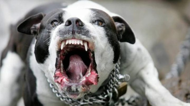 Vì Sao Chó Pitbull Cắn Người: Nguyên Nhân & Giải Pháp Phòng Tránh Toàn Diện