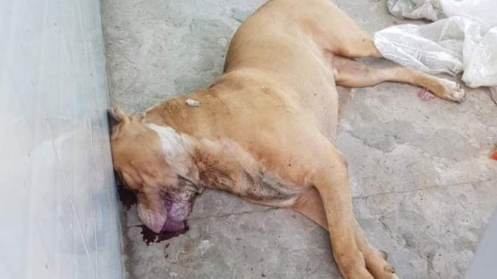 Vì Sao Chó Pitbull Cắn Người: Nguyên Nhân & Giải Pháp Phòng Tránh Toàn Diện