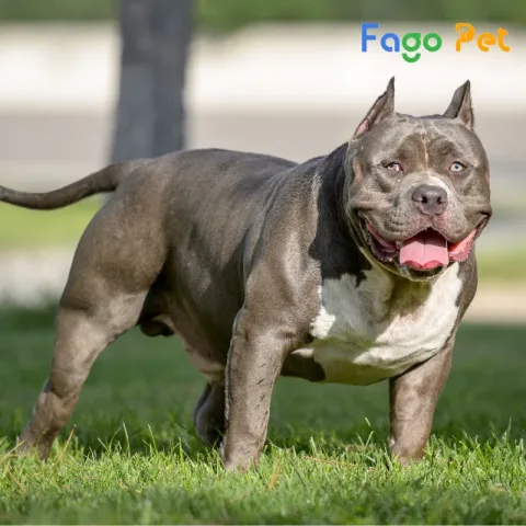 Chó Pitbull Cơ Bắp: Đặc Điểm, Tính Cách Và Cách Nuôi Dưỡng Khỏe Mạnh Đặc điểm nổi bật của chó pitbull cơ bắp