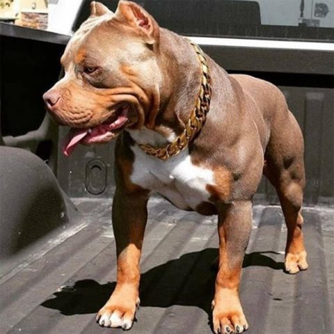 Chó Pitbull Cơ Bắp: Đặc Điểm, Tính Cách Và Cách Nuôi Dưỡng Khỏe Mạnh Chế độ dinh dưỡng cho chó pitbull cơ bắp