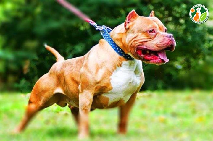 Chó Pitbull Cơ Bắp: Đặc Điểm, Tính Cách Và Cách Nuôi Dưỡng Khỏe Mạnh Cách chăm sóc chó pitbull cơ bắp khỏe mạnh