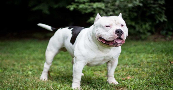 Chó Pitbull Cơ Bắp: Đặc Điểm, Tính Cách Và Cách Nuôi Dưỡng Khỏe Mạnh Lợi ích khi nuôi chó pitbull cơ bắp