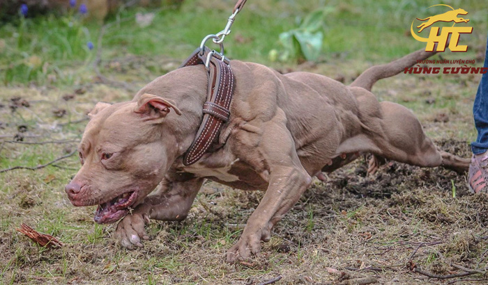 Chó Pitbull Con: Đặc Điểm, Cách Chăm Sóc Và Tính Cách Thú Cưng Này Chó Pitbull Con: Đặc Điểm, Cách Chăm Sóc Và Tính Cách Thú Cưng Này