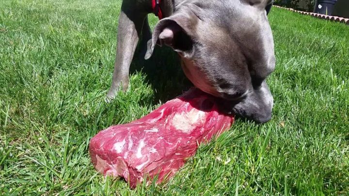 Chó Pitbull Con: Đặc Điểm, Cách Chăm Sóc Và Tính Cách Thú Cưng Này Chế độ dinh dưỡng cho chó Pitbull con