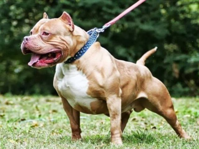 Chó Pitbull Con: Đặc Điểm, Cách Chăm Sóc Và Tính Cách Thú Cưng Này Huấn luyện chó Pitbull con hiệu quả