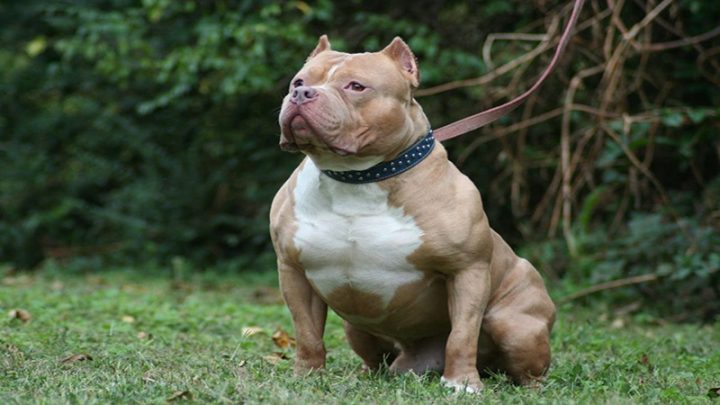Chó Pitbull Con: Đặc Điểm, Cách Chăm Sóc Và Tính Cách Thú Cưng Này Những lưu ý khi nuôi chó Pitbull con